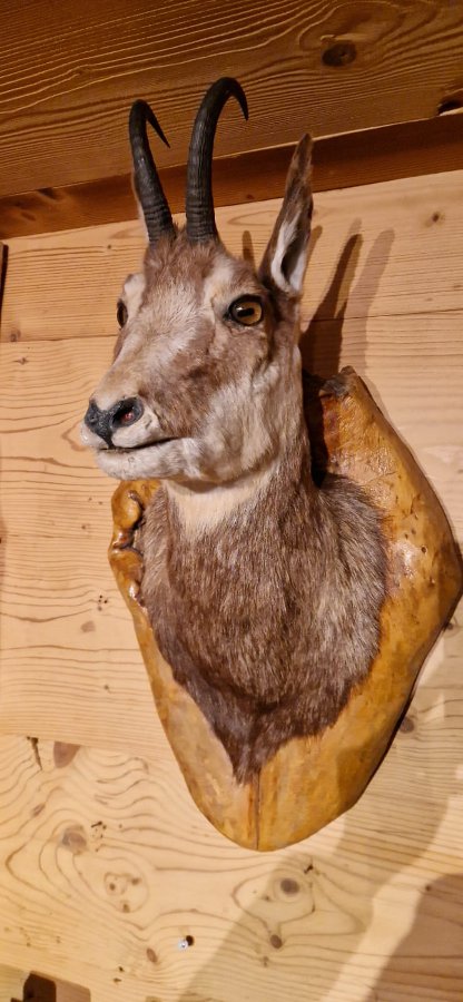 T�te de chamois m�le