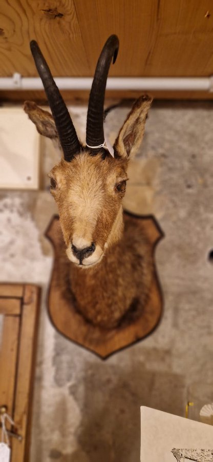 T�te de chamois femelle